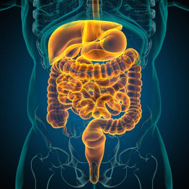 istock Human Digestive System Anatomy For Medical Concept 3D 1317285408