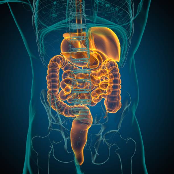 istock Human Digestive System Anatomy For Medical Concept 3D Rendering 1317285447