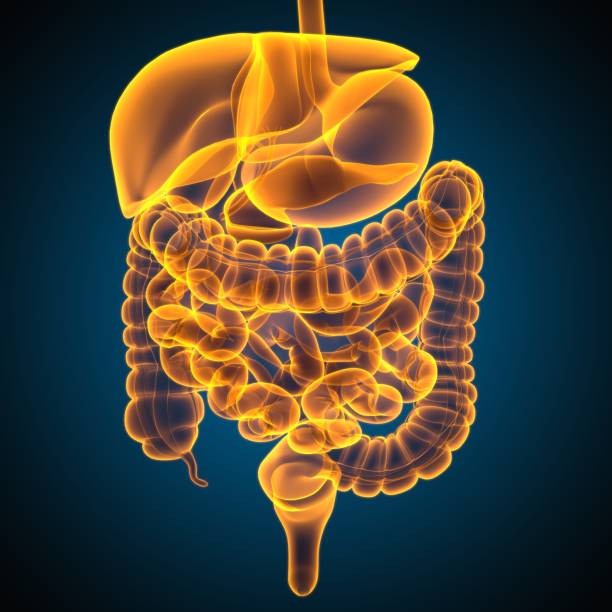 istock Human Digestive System Anatomy For Medical Concept 3D Rendering 1317285462