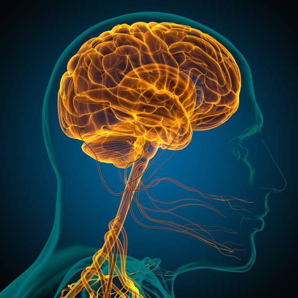 istock Human Brain Anatomy For Medical Concept 3D 1317285593