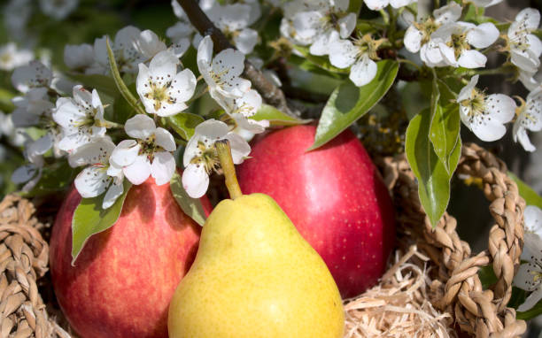 two apples and a pear and pear blossoms