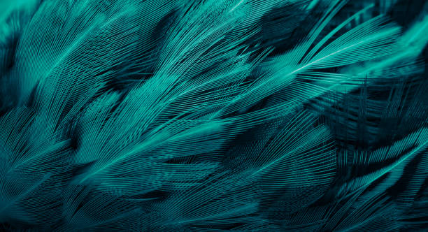 istock blue and black rooster feathers. background or texture 1317286985