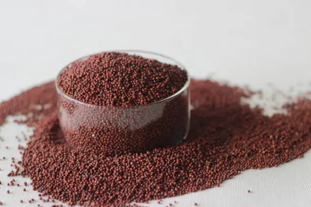 Eleusine coracana grain or finger millet, also known as ragi in India, kodo in Nepal. It is an annual herbaceous plant widely grown as a cereal crop in the arid and semiarid areas in Africa and India.