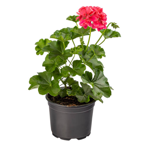 istock Red pelargonium in flower pot 1317287433