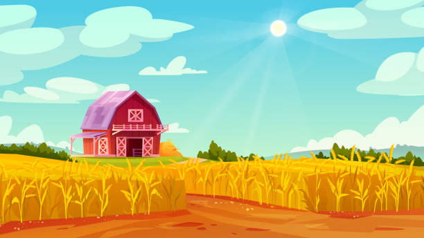 노란 밀밭에 있는 농장 헛간 집, 푸른 하늘이 있는 여름 풍경. 유기 곡물, 호밀 또는 귀리 시리얼의 벡터 시골 파노라마, 맥아 풍부 불임 농업, 배경에 숲 - malt sky grass field stock illustrations
