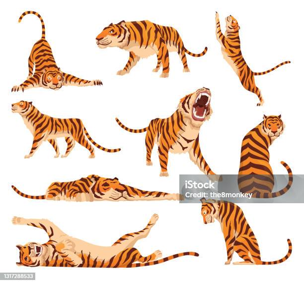 Collection Of Adult Big Tigers Animals From Wildlife Big Cats Predatory Mammals Painted Cartoon Animals Design Flat Vector Illustration Isolated On White Background Stock Illustration - Download Image Now