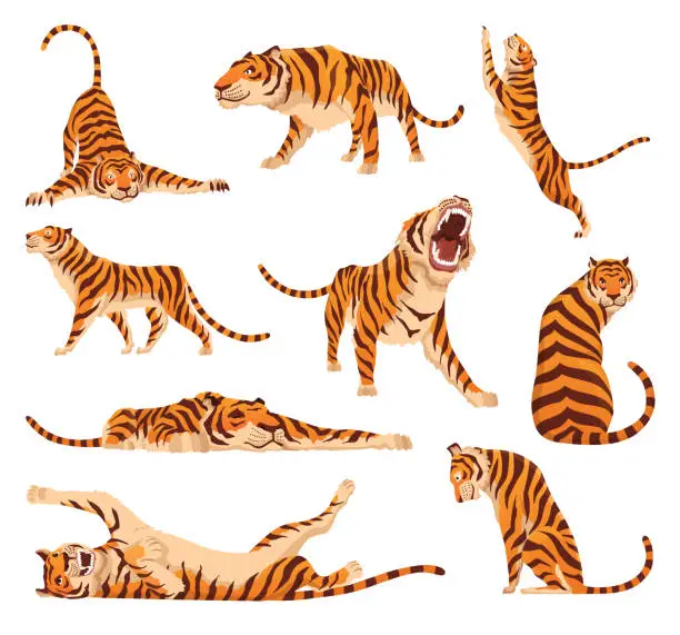 Vector illustration of Collection of adult big tigers. Animals from wildlife. Big cats. Predatory mammals. Painted cartoon animals design. Flat vector illustration isolated on white background
