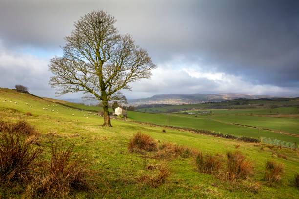 istock Lone Tree. Walmersley, Bury. Near Valley View Tea Pod, Birtle. 1317288830