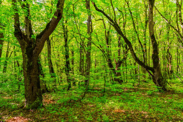 istock Trees in the green forest 1317289666