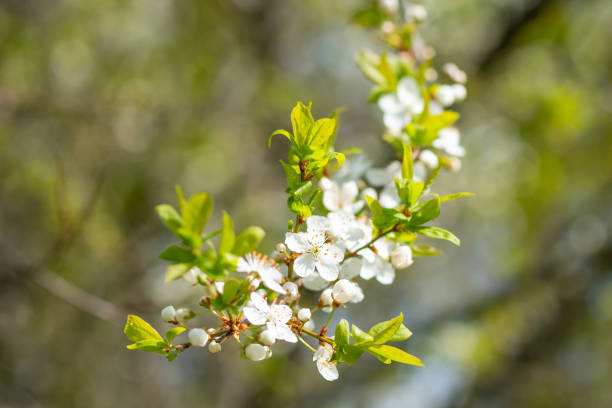 apple blossoms in spring on white background