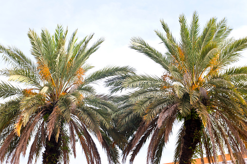 In the month of May the dates on the date palms are still green.  It will not be long before the hot Arabian summer sun will turn these green dates to golden yellow and delicious fruit. Unripe dates are know as Kimri.  Horizontal format; no people.