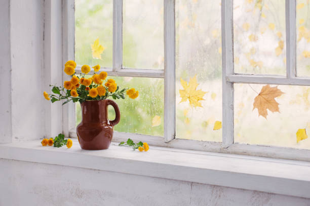 chrysanthemums in  vase on  windowsill in autumn
