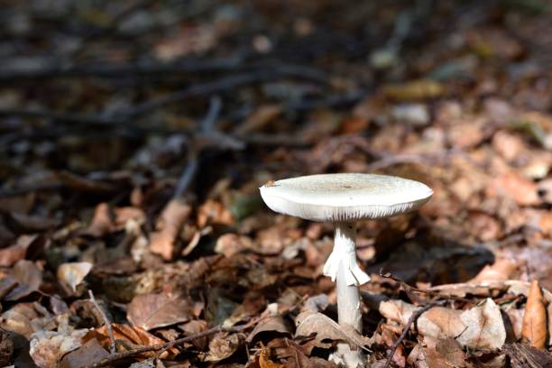 czapka śmierci /falloidy amanita - mushrooms mushroom fungus fungi undergrowth zdjęcia i obrazy z banku zdjęć