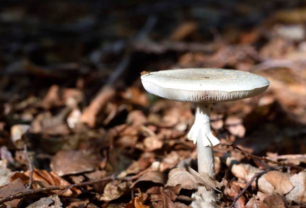 death cap /Amanita phalloides death cap in a forest undergrowth amanita phalloides stock pictures, royalty-free photos & images