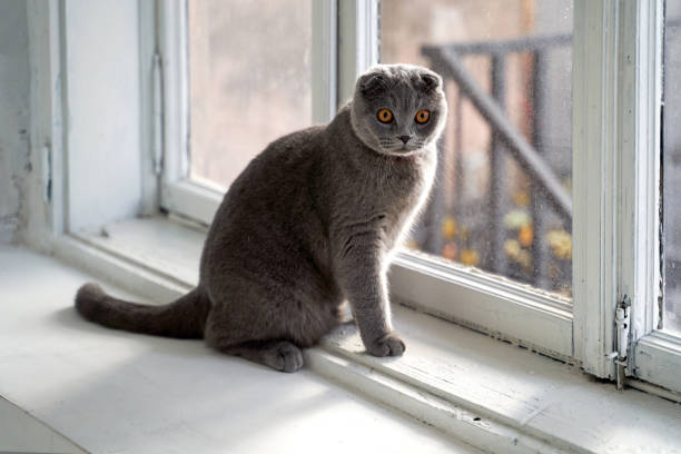 gato doméstico do scottish fold em casa. animal de estimação cuirous perto da janela. - animal young animal scottish culture folded - fotografias e filmes do acervo