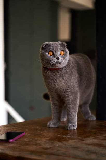 gato doméstico do scottish fold em casa. retrato de animais de estimação. - animal young animal scottish culture folded - fotografias e filmes do acervo