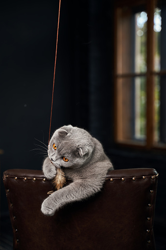 Lilac coloured adult Scottish Fold domestic cat, displaying round face, round yellow eyes and forward-folded ears.
