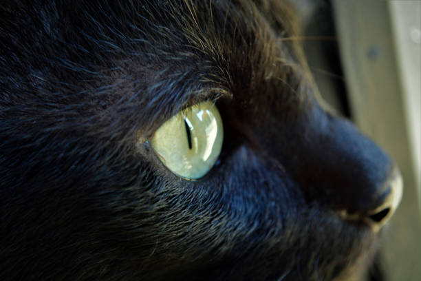 istock Green eyes of a black cat 1317291626