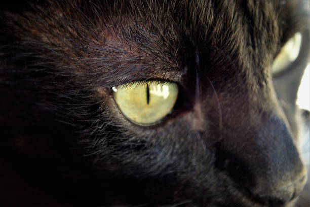 istock Hairy face of a black cat 1317291646