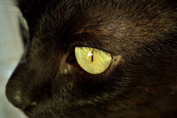 istock The green eye of a black cat 1317292328