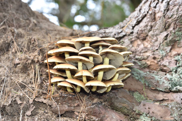 opieńka miodowa - mushrooms mushroom fungus fungi undergrowth zdjęcia i obrazy z banku zdjęć