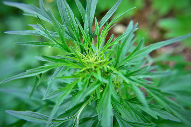 istock The parthenium Histerophorus foliage in backyard 1317292471