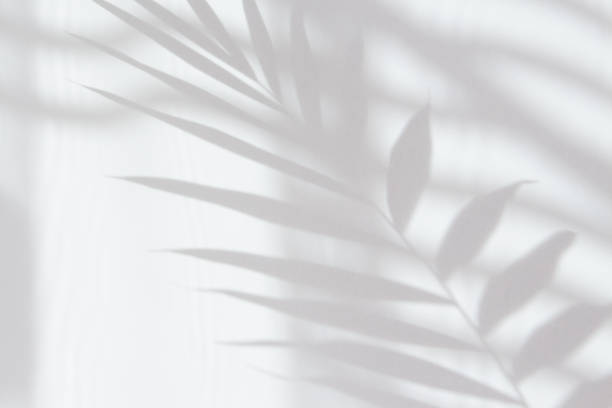 abstrakter weißer schatten eines palmblattes an einer weißen wand. hintergrund mit leerem kopierraum für ihr design. monochromer und minimalistischer hintergrund mit sonnenlicht - palm tree tree summer sky stock-fotos und bilder