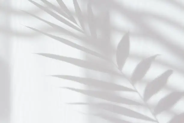 Photo of Abstract white shadow of a palm leaf on a white wall. Background with empty copy space for your design. Monochrome and minimalistic background with sunlight