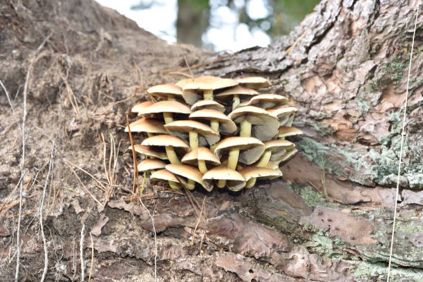 opieńka miodowa - mushrooms mushroom fungus fungi undergrowth zdjęcia i obrazy z banku zdjęć