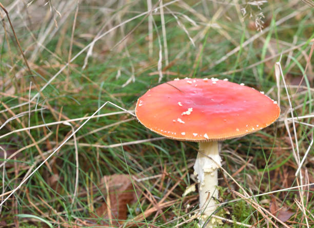 latać amanita - mushrooms mushroom fungus fungi undergrowth zdjęcia i obrazy z banku zdjęć