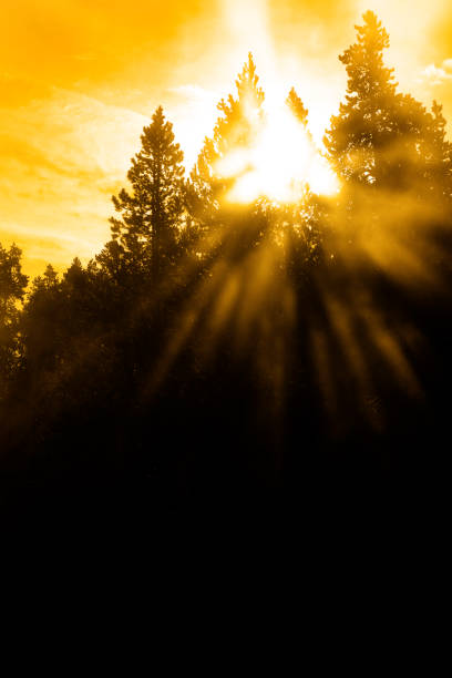 istock Steam sunbeams filtering through trees mist sunlight sun beams 1317293634