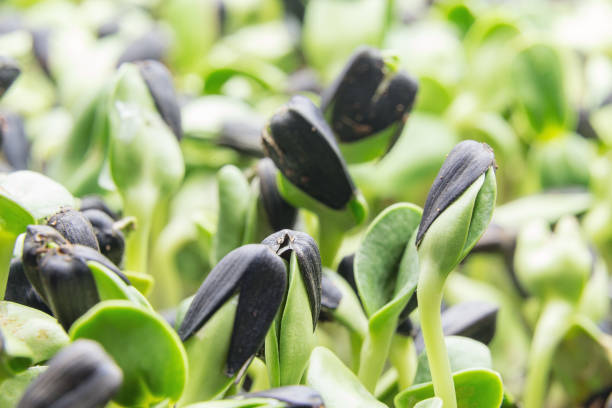 Closeup of young Microgreen - sunflower seeds