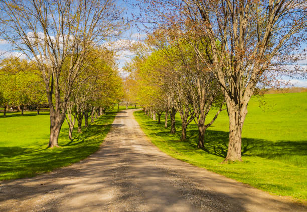 istock dirt road curving through a row of trees in spring 1317293786