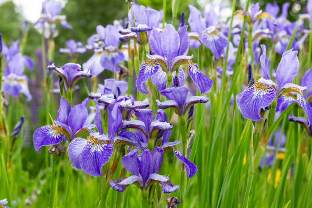 istock Iris sibirica plants from botanical garden for catalog. Natural lighting effects. Selective focus. Flower landscape.Beautiful bright irises in the summer garden 1317294482