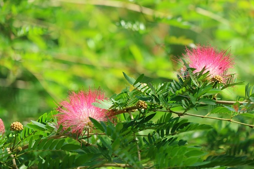 Beautiful pink flowers of Monkeypod Tree (Samanea saman) or Rain Tree with green leaves background. Nature concept.