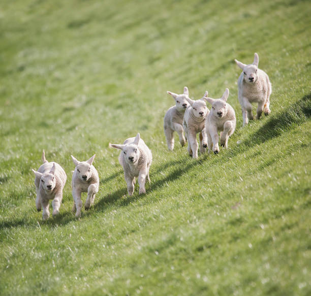 Running In A Meadow