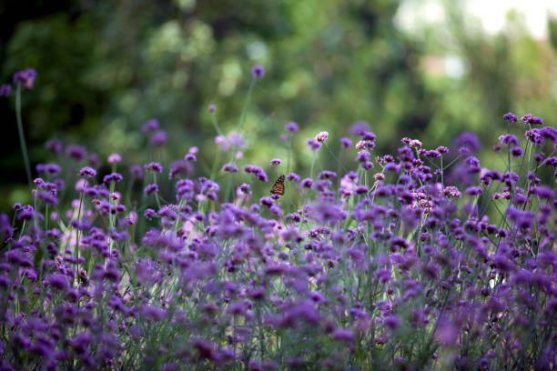 istock A monarch butterfly enjoying nectar in a public garden. 1317297429