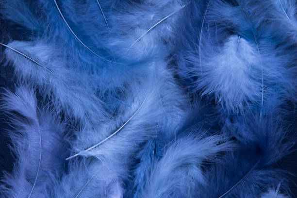istock Feathers of delicate blue shades. Background, texture. Abstract and stylish background. Smooth lines and texture of feather, down 1317298162