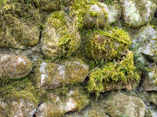 istock Rocks overgrown with moss. Natural background of rocks. 1317298574