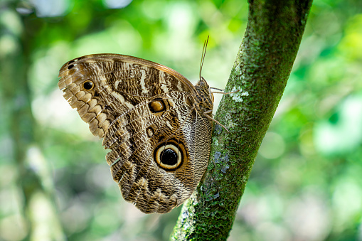 The Owl (Caligo memnon) is a butterfly of the Nymphalidae family.It can be found in the rainforests from Mexico down to the Amazon forest.