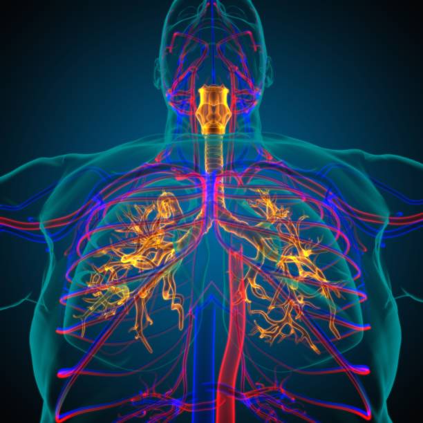 istock Lungs Human Respiratory System Anatomy For Medical Concept 3D Rendering 1317299598