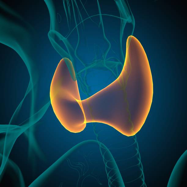 istock Thyroid Gland Anatomy For Medical Concept 3D 1317299609