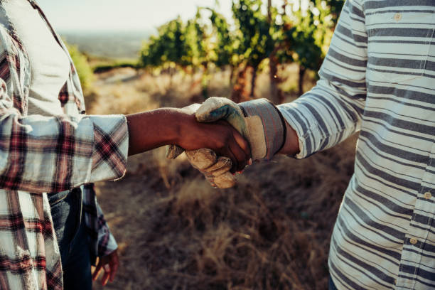 Mixed race make and female colleague shaking hands after successful harvest Mixed race make and female colleague shaking hands after successful day of harvest of fresh produce. High quality photo the farmer and his wife pictures stock pictures, royalty-free photos & images