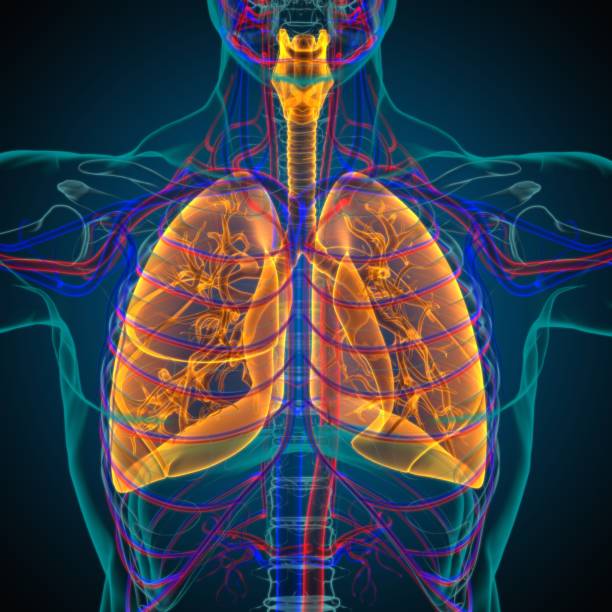 istock Lungs Human Respiratory System Anatomy For Medical Concept 3D Rendering 1317300590
