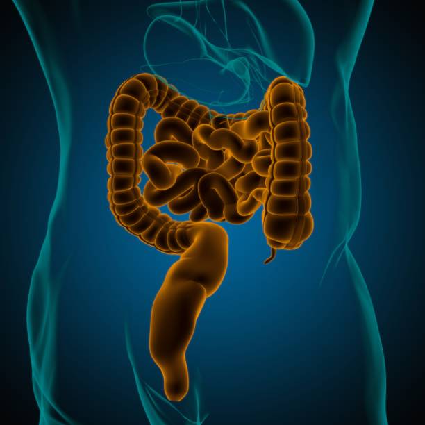 istock Small and Large Intestine 3D Illustration Human Digestive System Anatomy 1317300600