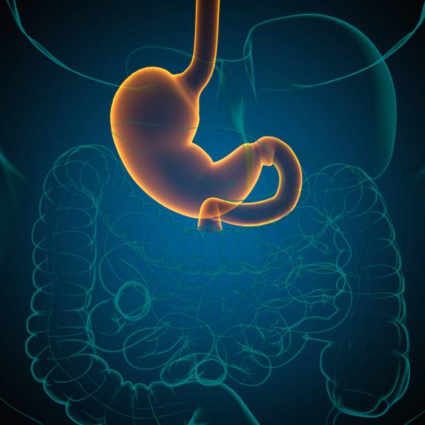 istock Stomach Anatomy Human Digestive System For Medical Concept 3D Rendering 1317300610