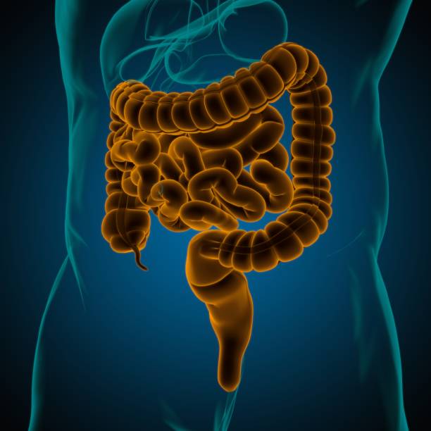 istock Small and Large Intestine 3D Illustration Human Digestive System Anatomy 1317300616