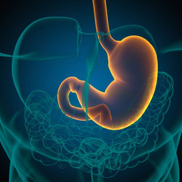 istock Stomach Anatomy Human Digestive System For Medical Concept 3D Rendering 1317300624