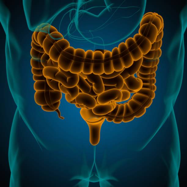 istock Small and Large Intestine 3D Illustration Human Digestive System Anatomy 1317300636