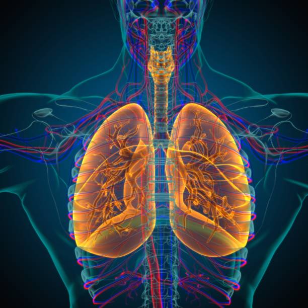 istock Lungs Human Respiratory System Anatomy For Medical Concept 3D Rendering 1317300725